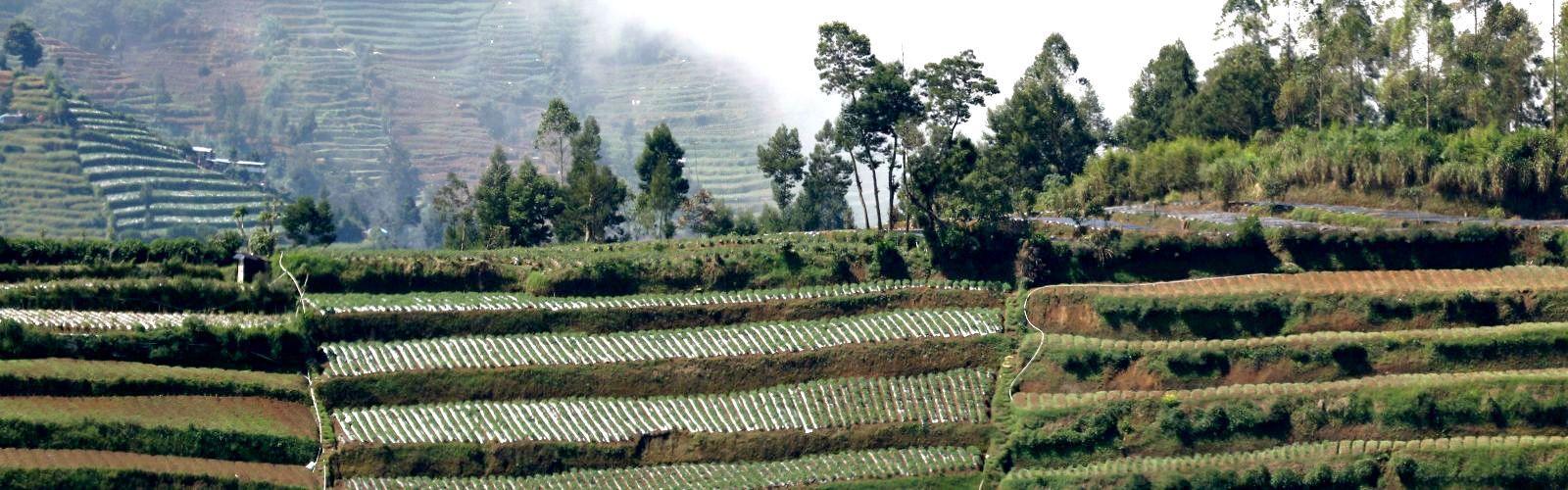 Cultures maraîchères en terrasses sur le plateau de Dieng à Java Centre (Indonésie). © A. Rival, Cirad Cultures maraîchères en terrasses sur le plateau de Dieng à Java Centre (Indonésie). © A. Rival, Cirad
